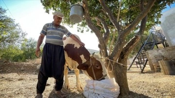 Mersin'deki orman yangınında hamile inek "Sarıkız"ı komandolar kurtardı