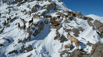 Milli parkta bölgeleri drone ile belirlenen dağ keçilerine yem bırakıldı
