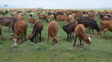 Muş'ta devlet yardımıyla hayvancılık gelişiyor