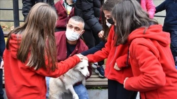 Öğrenciler, "Krema" anlı şanlı köpeğin ameliyatı için seferber oldu
