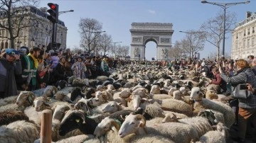 Paris'in en adlı sanlı caddesini koyunlar doldurdu