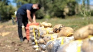 Pasinler Ovası'nda sertifikalı tohumla imal edilen patateste kuraklığa karşın toplam ürün arttı
