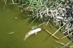 Porsuk’ta balık ölümleri devam ediyor