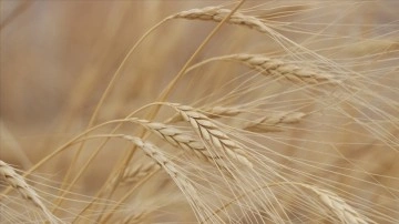 Rusya-Ukrayna mücadelesi dünyanın en iri buğday ithalatçısı Mısır'ı vurdu