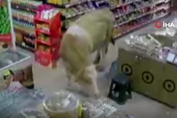 Sahibinin elinden kurtulan kurbanlık inekler markete girdi