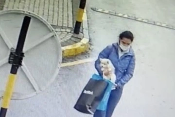 Sarıyer’de köpek hırsızlığı kamerada