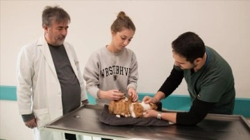 Selçuk Üniversitesi Veteriner Fakültesinde bu sene 20 bin 250 hayvanın tedavisi yapıldı