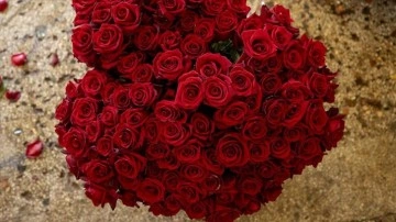 Sevgililer Günü'nün simgesi gülde sabık sene ihracat rekoru kırıldı