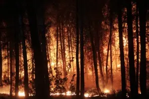 Seydikemer'de orman yangını çıkardığı iddiasıyla yakalanan zanlı tutuklandı