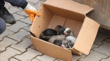 Siirt'te çöp konteynerine atık köpek yavrularını doğruluk mensubu kurtardı