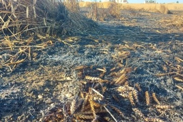 Silivri’de buğday tarlası alev alev yandı