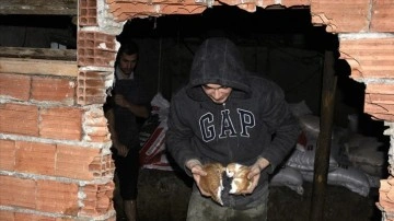 Sinop'ta su basan ahırdaki hayvanat cidar kırılarak kurtarıldı