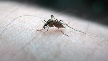 Sivrisineklerin insan kokusunu elbette fark etmiş olduğu belirlendi