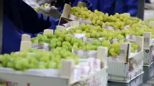 Sofralık üzümde ihracat hedefi 200 milyon dolar