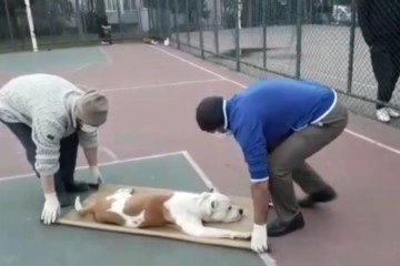 Sultangazi’de basketbol oynayan iki çocuğa pitbull cinsi köpek saldırdı