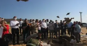 Suriye sınırında kınalı keklikler doğaya salındı