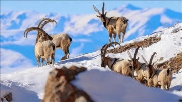 Sürüler şeklinde görüntülenen yaban keçileri Pagan Dağı'nı canlandırdı