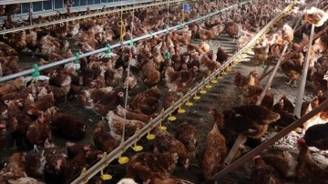 Tavuk eti üretimi salname bazda yüzdelik 16,1 arttı