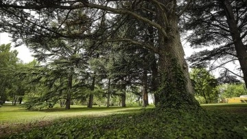 TBMM'nin 350 dönümlük bahçesi 282 cins ağaca ev sahipliği yapıyor