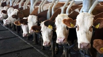 Toplanan inek sütü miktarı eylülde salname yüzdelik 1,6 artarak 785 bin tonu geçti
