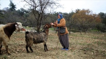 Torosların kadın çobanı hayvanlarına çocuğu kabil bakıyor