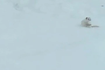 Tunceli’de karlar arasındaki beyaz gelincik el telefonu kamerasına takıldı