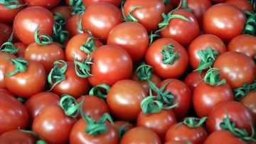 Türkiye 2023'e derece domatesten 1 bilyon dolar dirimsel hedefliyor