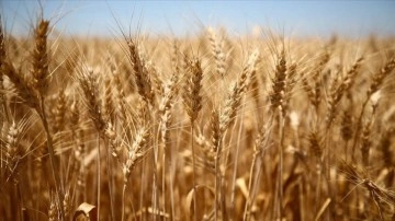 Türkiye'de mütenakıs buğday verimine hakkında 'doğru ve sürdürülebilir tarım' önerisi