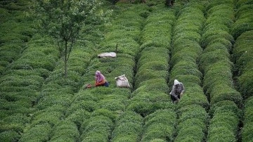 Türkiye'den 10 ayda 115 ülkeye 14,4 milyon dolarlık çay ihraç edildi