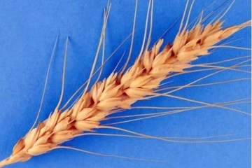 Türkiye'den Afganistan'a 100 titrem buğday tohumu