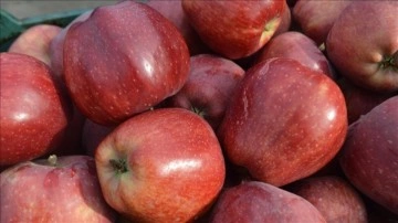Türkiye'nin elma ihracatı 9 ayda yüzdelik 65, elma suyu ihracatı yüzdelik 62 arttı