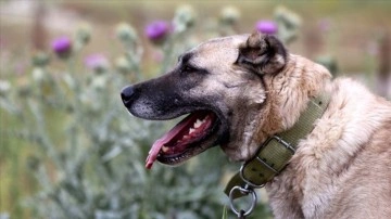 Türkiye'nin en aşina evcil köpek ırkları