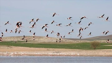 Tuz Gölü'nde güzeşte sene 1877 flamingo dünyaya geldi