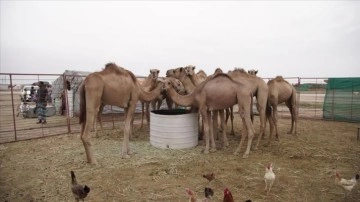 Umman'da deve yetiştiriciliği ehemmiyetli ortak kültürel kalıt adına varlığını koruyor