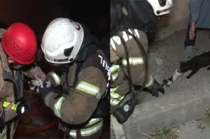 Ümraniye’de alev alev yanan gecekonduda itfaiye ekipleri yavru kediyi böyle kurtardı