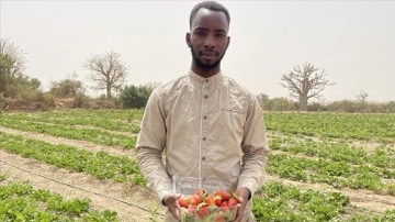 Üniversite mezunu Senegalli güre girişimci, tarladan bölüt direkt çilek satıyor