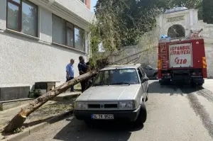 Üsküdar’da kökü çürüyen söğüt ağacı otomobil üzerine devrildi