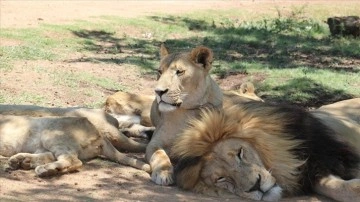 Vahşi doğadan polat teller arkasına: Afrika'nın esir aslanları