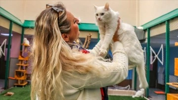 Van kedisi, Dünya Kediler Günü'nde de dikkat odağı oldu