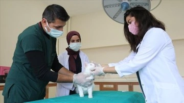 Van'daki hayvan hastanesi yabanıl ve domestik hayvanlara afiyet üssü oldu