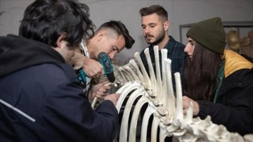 Veterinerlik öğrencileri kılgılı ibret düşüncesince sığır iskeleti yaptı