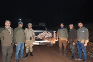 Yabani dağ keçisini vuran şahsa 63 bin TL ceza