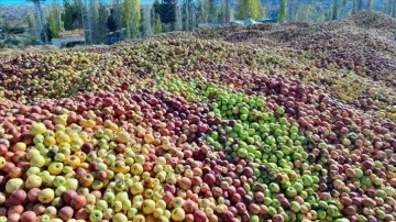 Yağışların azlığı zımnında büyümeyen 'döküntü elmalar' ürün suyu oluyor