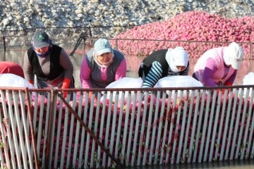 Yarım metre su içinde turp işçisi bayanların ekmek mücadelesi