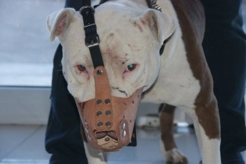 ‘Yasaklı ırk’ köpek malikleri silah alamıyor, saldırgan köpek yetiştiriyor