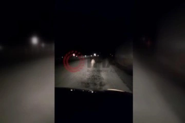 Yavru ayı kara yolunda otomobilin ışığıyla sonuç sürat koştu