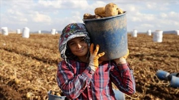 Yerli tohumluk patates kuraklığa karşın verimiyle üreticisini sevindirdi