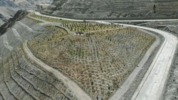Yusufeli'nin yeni yerleşim durumunda 300 dekarlık meydan ağaçlandırıldı